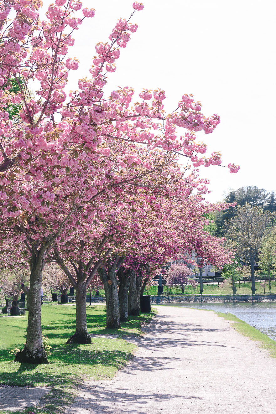 Cherry Trees Brookline Reservoir