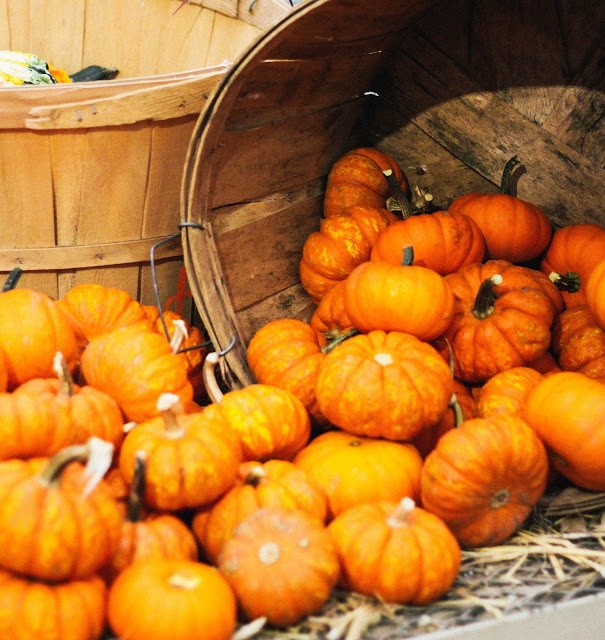 pumpkin patch