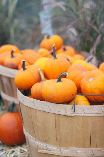 pumpkin patch