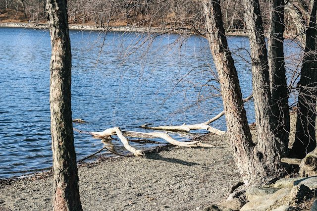 Driftwood