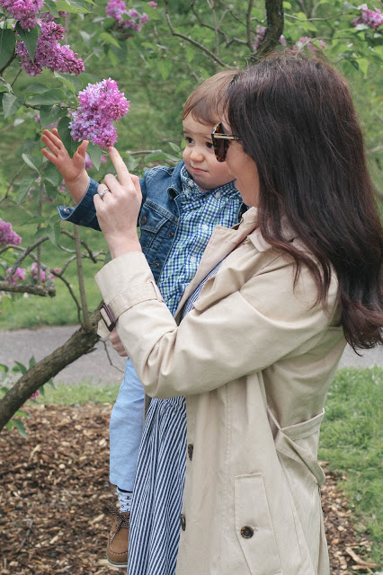 Lilac Festival Boston The Northern Magnolia