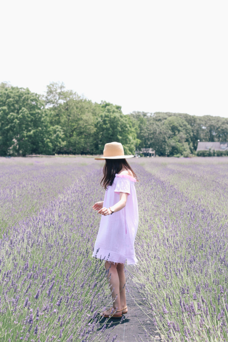 Lavender on the North Fork