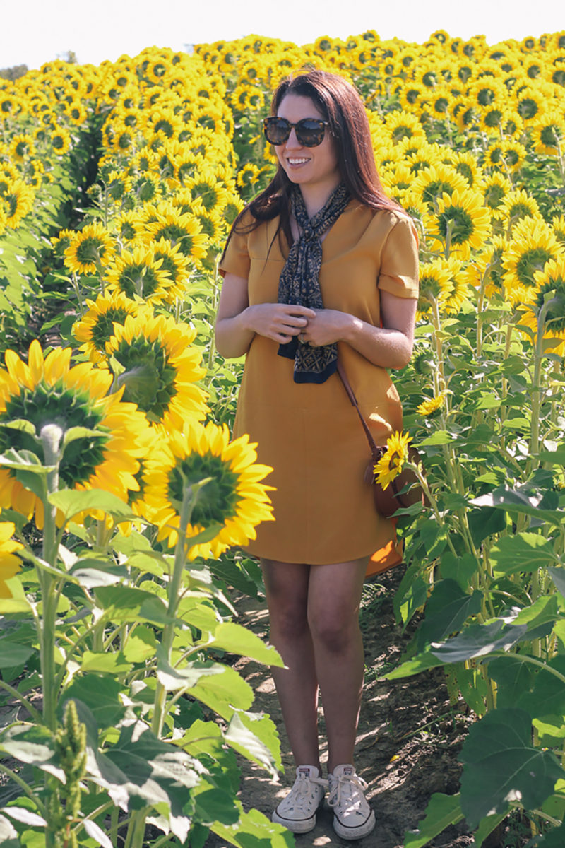 Sunflower Fields