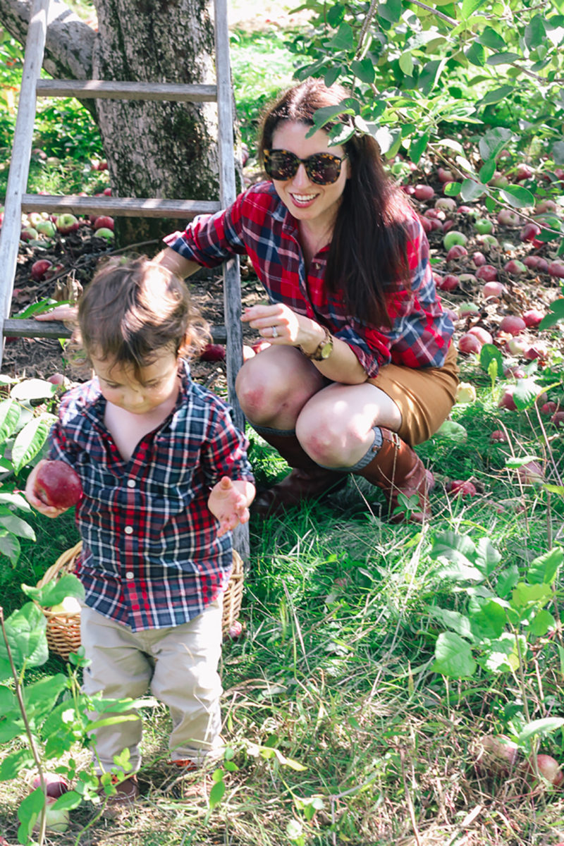 Apple Picking in Stow