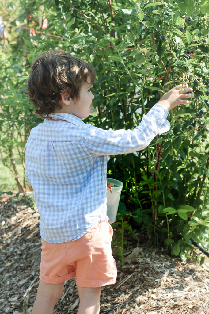 picking blueberries Tougas Family Farm