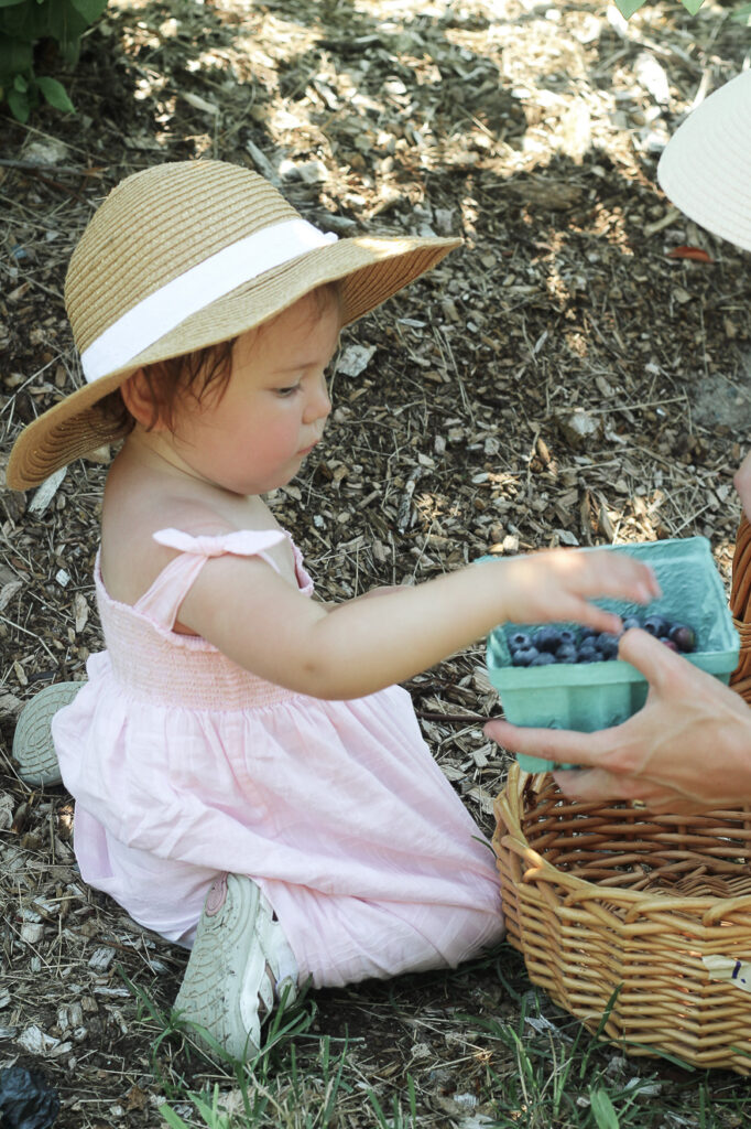 baby girl blueberry picking Tougas Family Farm