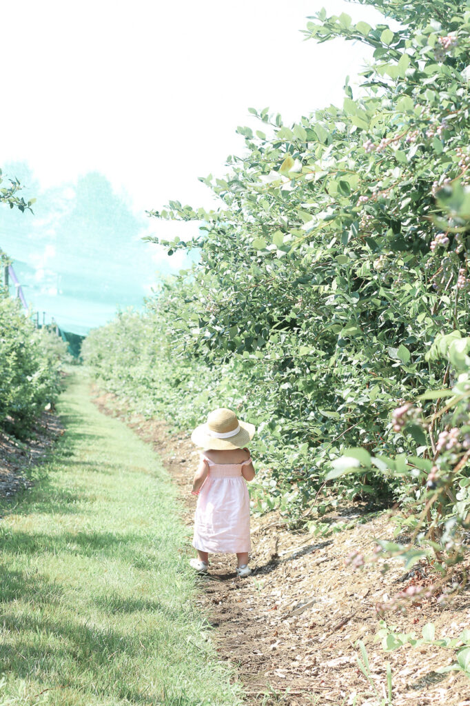 baby girl blueberry picking Tougas Family Farm