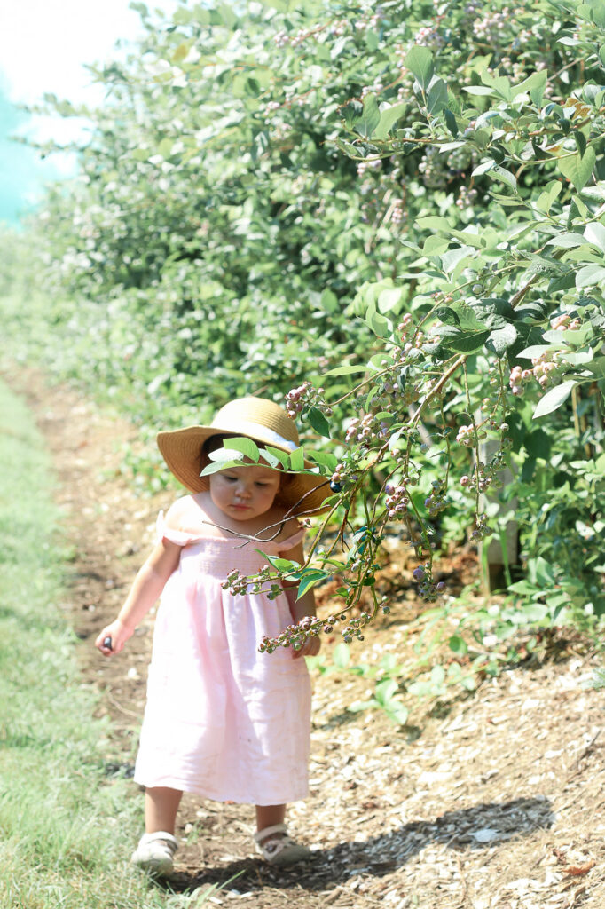 baby girl blueberry picking Tougas Family Farm