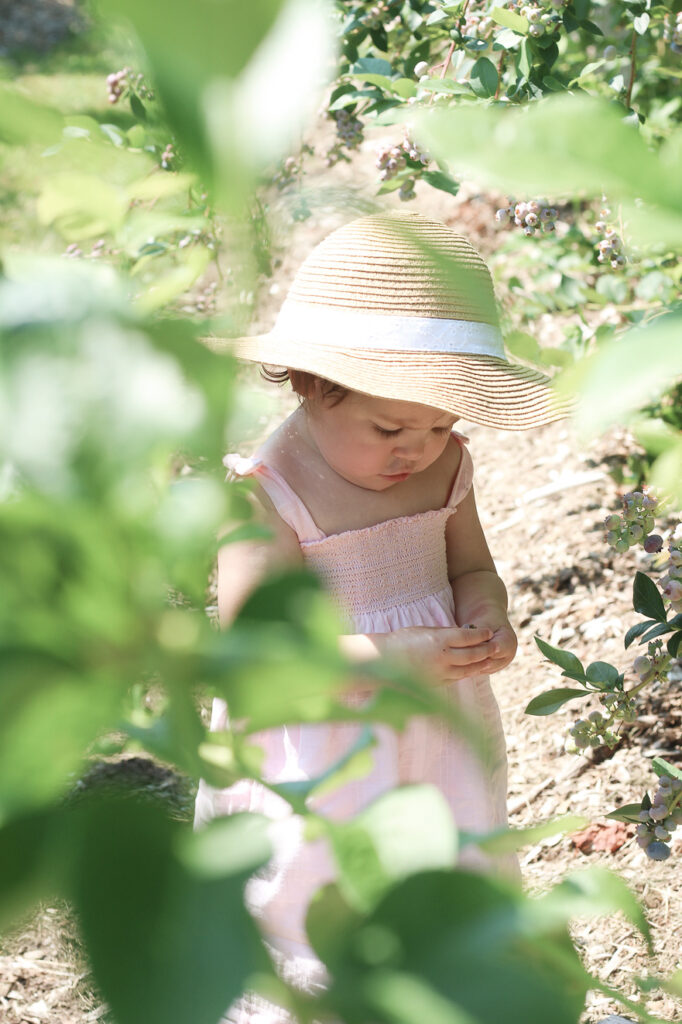 baby girl blueberry picking Tougas Family Farm