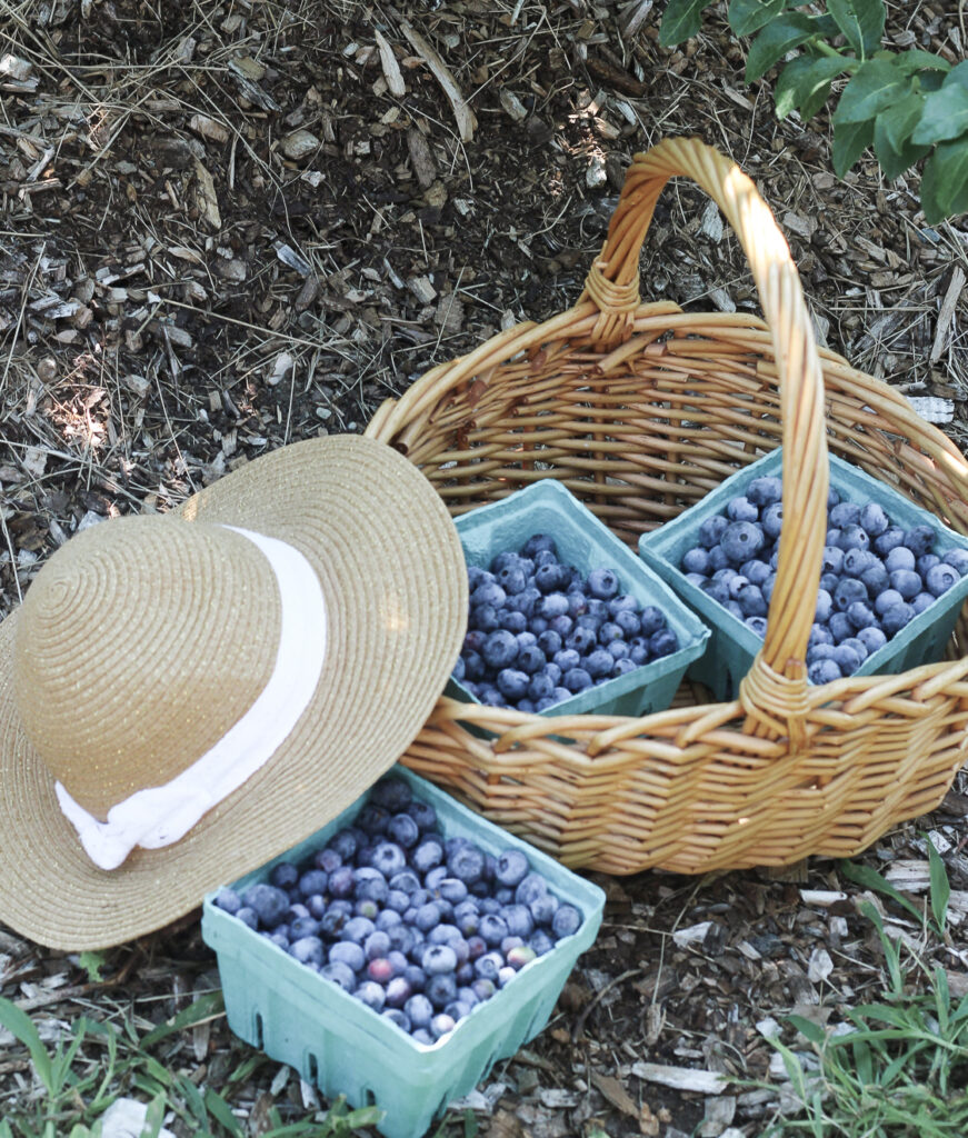 fresh blueberries Tougas Family Farm